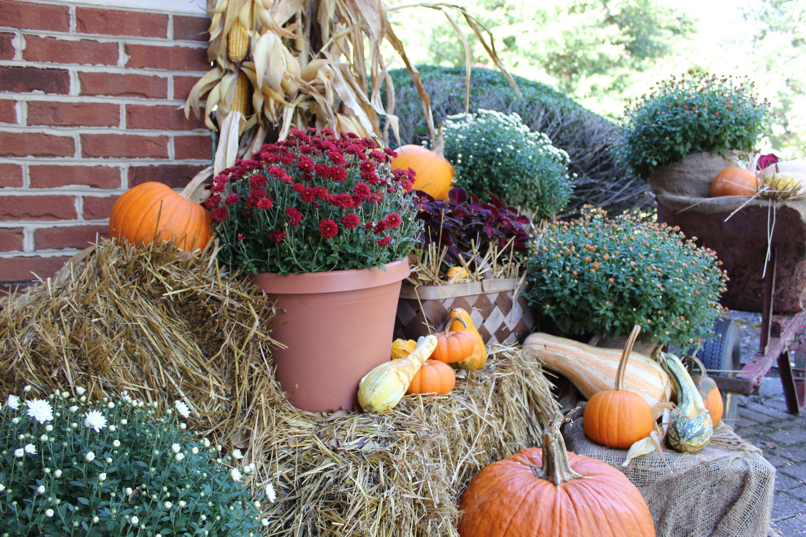 This is an image of fall display