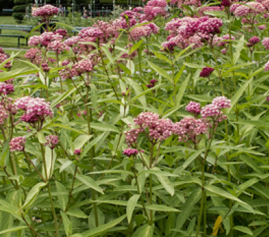 Swamp Milkweed