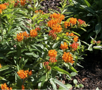 Butterfly Milkweed