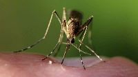 This is an image of mosquito